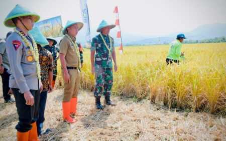 Cuaca Ekstrem El Nino, Kabupaten Bandung Malah Surplus di Panen Raya El Nino