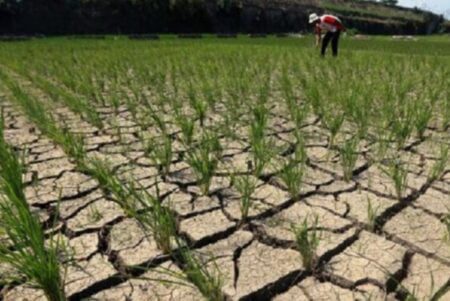Sabar, BMKG Prediksi Fenomena El Nino Baru Berakhir Awal 2024 El Nino