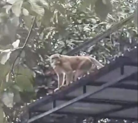 Viral Gerombolan Monyet Masuk Pemukiman Warga di Bandung, Warganet: Tanda Krisis Makanan