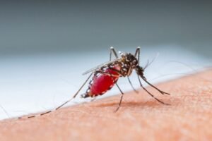 Demam Berdarah Dengue