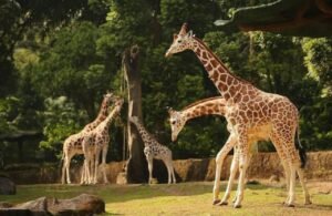 Taman Safari Bogor