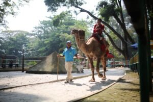 Status Hukum Lahan Bandung Zoo Dipertanyakan, Bukan Milik Pemkot Bandung?