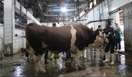 Pemerintah Larang Masyarakat Sembelih Hewan Kurban Secara Mandiri, Wajib di RPH