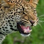 Macan Tutul