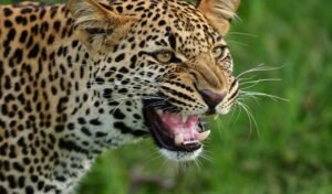 Macan Tutul