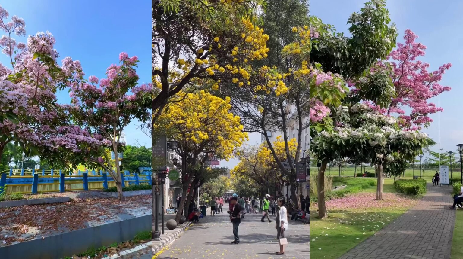 Tabebuya Bermekaran di Bandung, Ini 3 Spot Terbaik untuk Berburu Foto Sakura Tropis