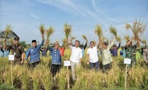 Bey Optimistis Jabar Capai Target Produksi Gabah Kering Giling