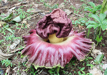 Ternyata Ini yang Bikin Bunga Bangkai Keluarkan Bau Menyengat