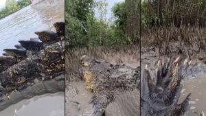 Penampakan Buaya Raksasa Disebut Mirip Godzilla