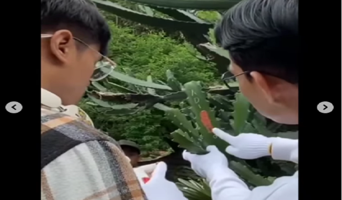 Viral Vandalisme di Kebun Raya Bogor, Kaktus Diukir Nama Adi+Santo
