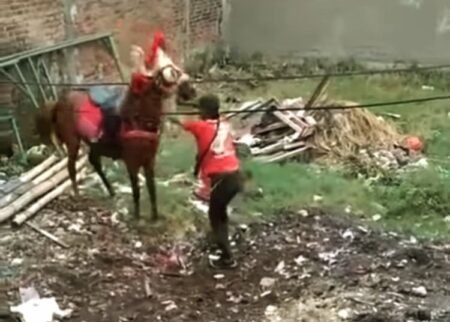 Viral Video Dugaan Penganiayaan Kuda di Cimahi, Polisi Lakukan Penyelidikan