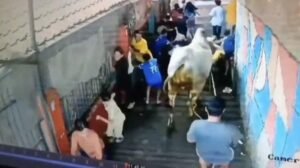 Sapi kurban lepas kendali dan menyeruduk warga di Gang sempit Kota Bandung