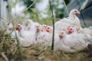 Pemerintah Tetapkan Harga Acuan Ayam Hidup Rp18.000/Kg, Peternak Kecil Dapat Angin Segar