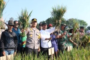 Panen Raya Padi di Dayeuhkolot, Bupati Bandung Dorong Swasembada Pangan Lewat Inovasi