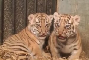 Dua Anak Harimau Benggala Lahir di Tengah Polemik Kepengurusan Bandung Zoo Dua Anak Harimau Benggala