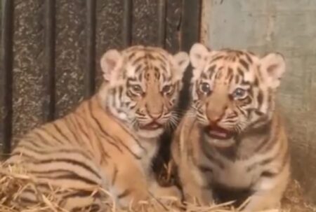 Dua Anak Harimau Benggala