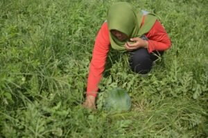 petani hortikultura