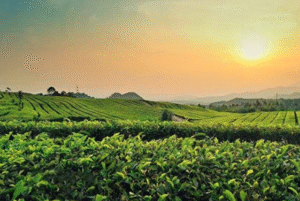 Keindahan Kebun Teh Ciater, salah satu ikon Wisata Subang.