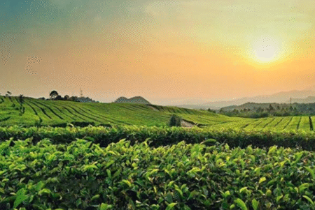 Panduan Lengkap Wisata Subang, Destinasi Favorit untuk Liburan Keluarga Keindahan Kebun Teh Ciater, salah satu ikon Wisata Subang.