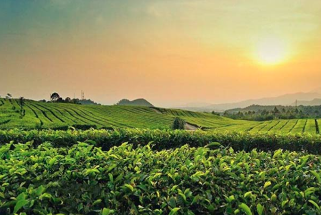 Wisata Subang: Destinasi Alam Sejuk dan Kuliner Autentik, Liburan Dekat dari Kota! Keindahan Kebun Teh Ciater, salah satu ikon Wisata Subang.