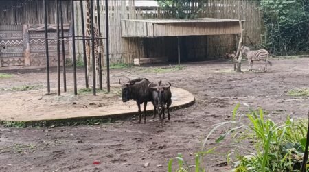 Bandung Zoo Bertahan Tanpa Pemasukan, Ratusan Satwa Terancam Kekurangan Pakan Bandung Zoo