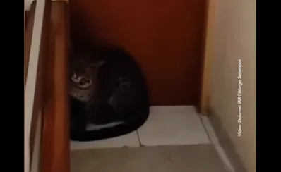 Heboh! Macan Tutul Nongol di Depan Kamar Hotel Anugerah Bandung