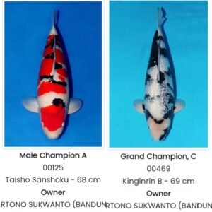 Sanke dan Shiro Milik Hartono Soekwanto Jadi Juara Beruntun di Kontes Pati Koi Show 2025