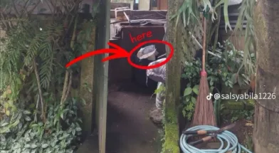Viral! Karyawan Kafe di Bandung Diduga Buang Kucing ke Tong Sampah