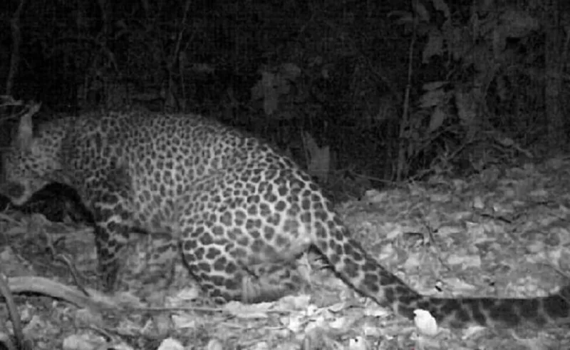 Macan Tutul Jawa Diserang! Kamera Trap Rekam Kejahatan Pemburu Liar di Sanggabuana