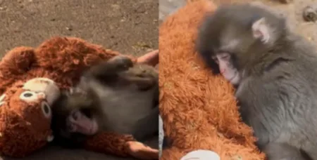 Dibuang Induknya! Punch ‘Naruto Monkey’ Hanya Bisa Peluk Boneka, Akhirnya Kejaiban Terjadi