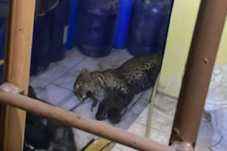 Teror Macan Tutul di Permukiman Pacet Berakhir, Tiga Warga Jadi Korban