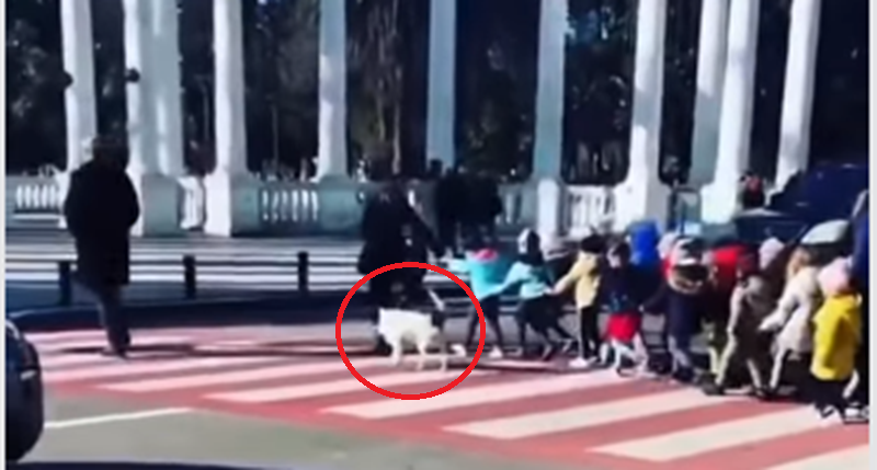 Bukan Manusia! Sosok Penjaga Zebra Cross Ini Ternyata Seekor Anjing Liar, Aksinya Bikin Dunia Menangis