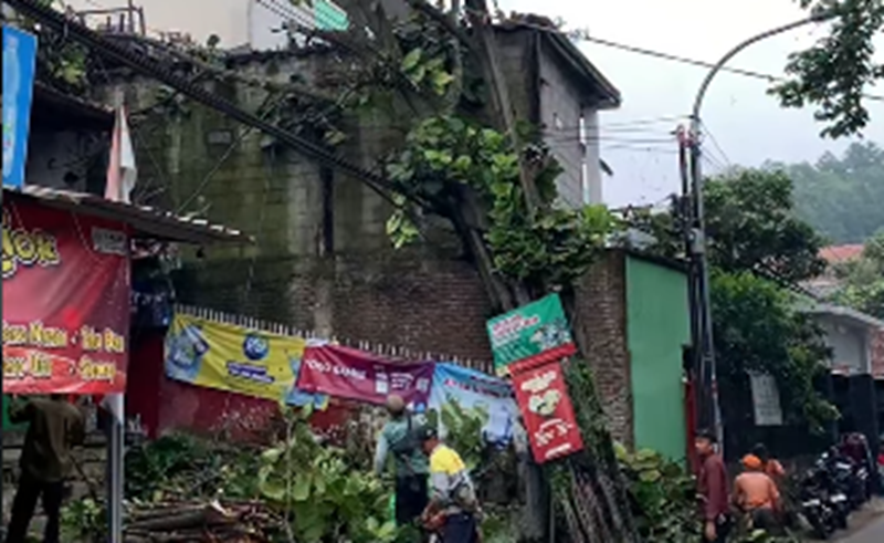 Pohon Tumbang di Ciumbuleuit, Kabel Listrik Jadi Penahan Darurat
