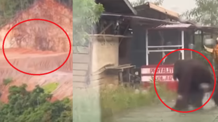 Alam Indonesia di Ambang Kiamat? Satwa Langka Menjerit, Surga Wisata Dunia Kini Rata dengan Tanah!