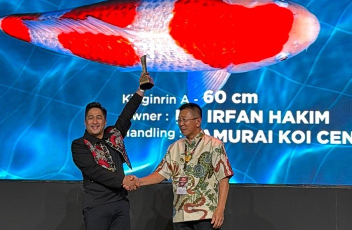 Luar Biasa! Irfan Hakim Sapu Bersih Gelar di Koi Show 2026, Kohaku Jadi Bintang Utama