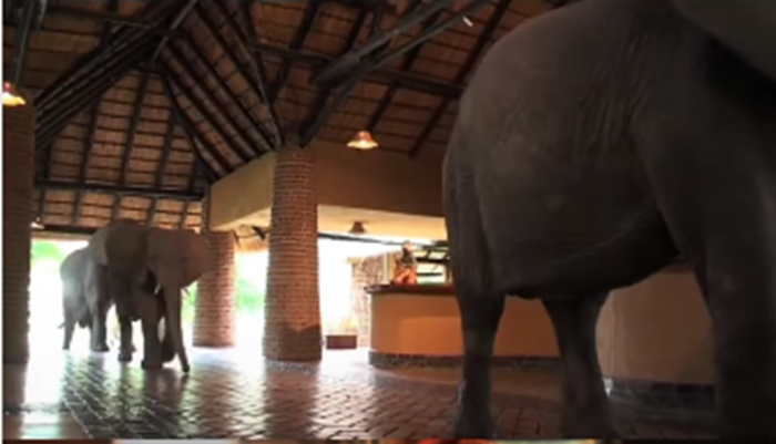 Tarif Kamarnya Jutaan, Tapi Hotel Mewah Ini Rela ‘Dijajah’ Kawanan Gajah Liar! Kok Pengelolanya Malah Senang?