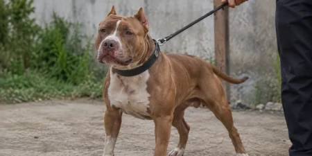 Sering Dikira Buas, Ternyata Ini Sejarah Asli Anjing Pitbull dan Alasan Dijuluki Sahabat Petani