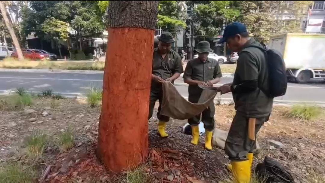 Kulit Batang 11 Pohon di Jalan Pahlawan Dikelupas, DLH Lakukan Perawatan Intensif