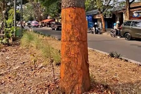 Pemkot Bandung Selidiki Pohon Dikuliti di Jalan Pahlawan, Pengawasan Diperketat