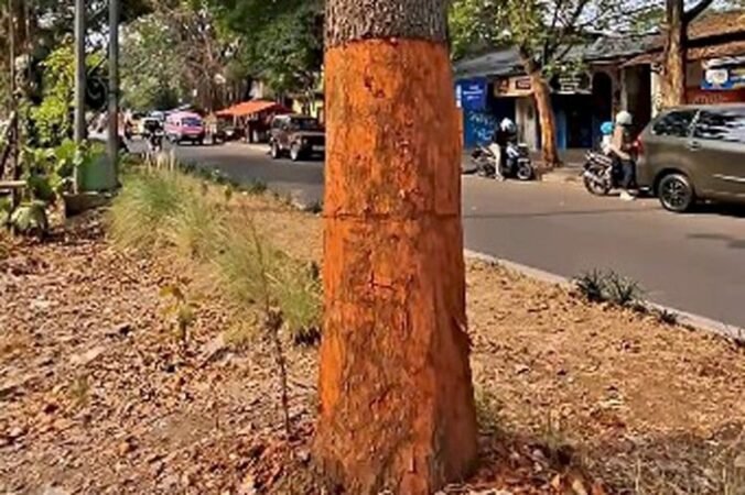 Pemkot Bandung Selidiki Pohon Dikuliti di Jalan Pahlawan, Pengawasan Diperketat