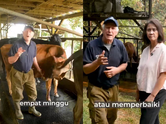 Mending Pengangguran Daripada Kerja di Kandang? Ironi Pahit Pamitnya Peternakan Terbaik Dago Dairy!