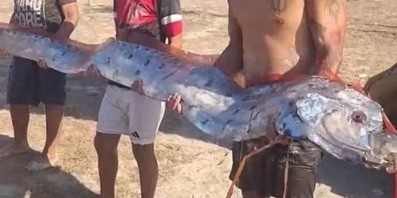 Mengenal Oarfish yang Dijuluki ‘Ikan Kiamat’: Fakta Terdampar di Lombok dan Pandangan Al-Qur’an