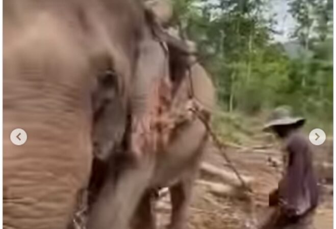 34 Tahun Jadi ‘Budak’ Penebangan Kayu, Kisah Bebasnya Gajah Mon Bikin Dunia Terharu!