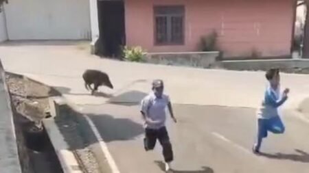 Babi Hutan Nyasar ke Puskesmas di Cianjur, Bikin Warga dan Pasien Panik