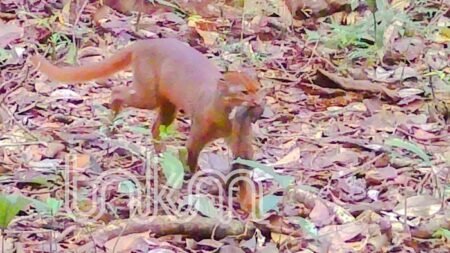 Penghuni Paling Misterius Muncul Lagi di Hutan Kalimantan