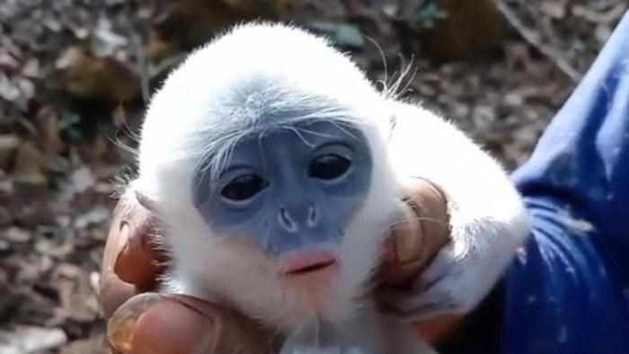 Kisah Bayi Surili yang Selamat dari Kobaran Api Karhutla Ciremai: Terpisah dari Induk dan Butuh Penanganan Khusus